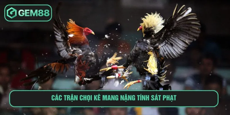 Đá Gà Máu Và Màn Đối Đầu Khốc Liệt Giữa Chiến Kê Tinh Nhuệ Các trận chọi kê mang nặng tính sát phạt